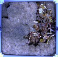CORAL project thumbnail
