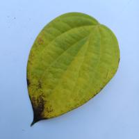 Pepper Leaf Disease Detector project thumbnail