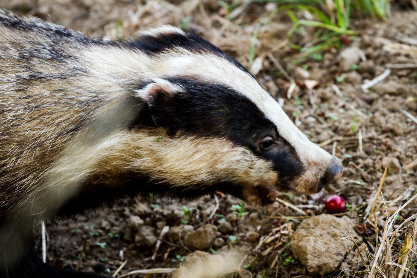 badger Object Detection Dataset by train