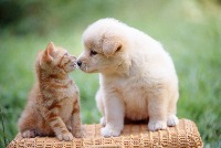 dog_cat_1107 project thumbnail