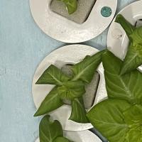 lettuce project thumbnail