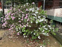 flower project thumbnail