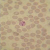 cropcell project thumbnail
