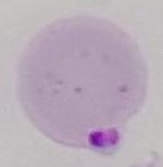 chromatin project thumbnail