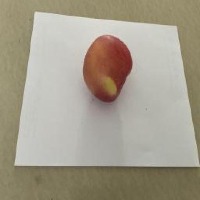 apple Instance Segmentation Model by hh hh