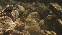 real-oysters project thumbnail