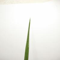 Paddy Rice Leaf Segmentation Bangkalan project thumbnail