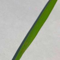 Paddy Leaf Disease Brown S Pt.01 project thumbnail