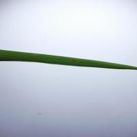 Paddy Leaf Diseases Segmentation project thumbnail