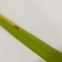 Paddy Leaf Disease Leaf B Pt.01 project thumbnail