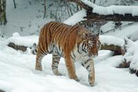 animal detection project thumbnail