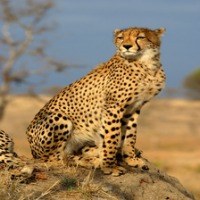 Wild-Animal-Detection project thumbnail