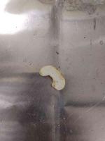 cashew_detection project thumbnail
