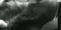 Mice Breathe Holistic project thumbnail