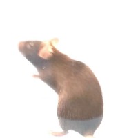 holistic_mice_facialexpression project thumbnail