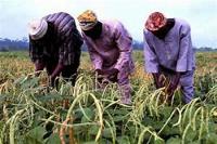 Dried Cowpea Pods Detection project thumbnail