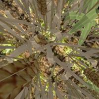 AgroDrone_Plants_Detection project thumbnail