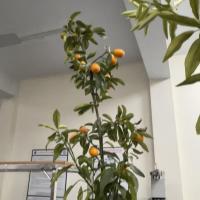 Lemon_Kumquat_Dataset project thumbnail