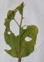 Eggplant leaf Diseases project thumbnail