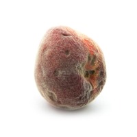 Fruit Ripeness Object Detection Model by Fruitectives Team
