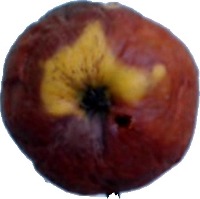 Fruit Ripeness Object Detection Model by Fruitectives Team