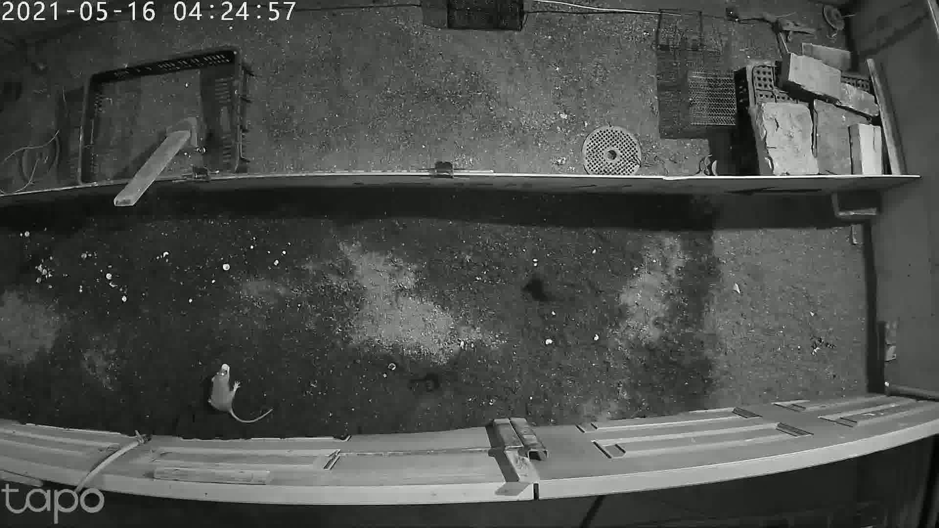 Mouse Object Detection mouse Object Detection Dataset by yolo