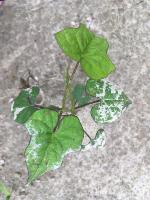 plant-weed project thumbnail