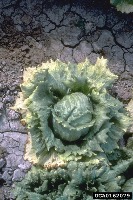 Lettuce project thumbnail