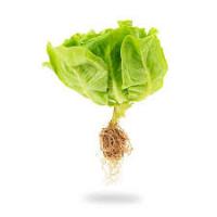 Lettuce V4 project thumbnail