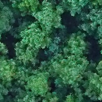 Trees_detection project thumbnail