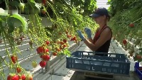strawberry project thumbnail