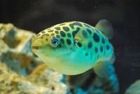 6 G typesof fish project thumbnail