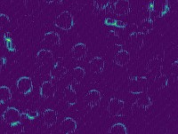 cells_2021_12_05_2 project thumbnail