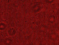blood-cells project thumbnail