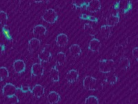 cells_2021_12_06_7 project thumbnail
