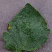Leaf disease detectiom project thumbnail