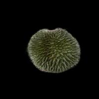 immature Durian project thumbnail