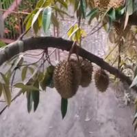 Mature Durian project thumbnail