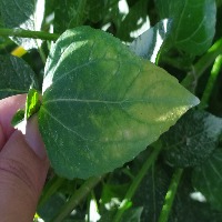 PlantLeafDisease project thumbnail