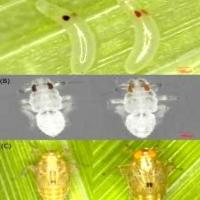 Pest detection project thumbnail