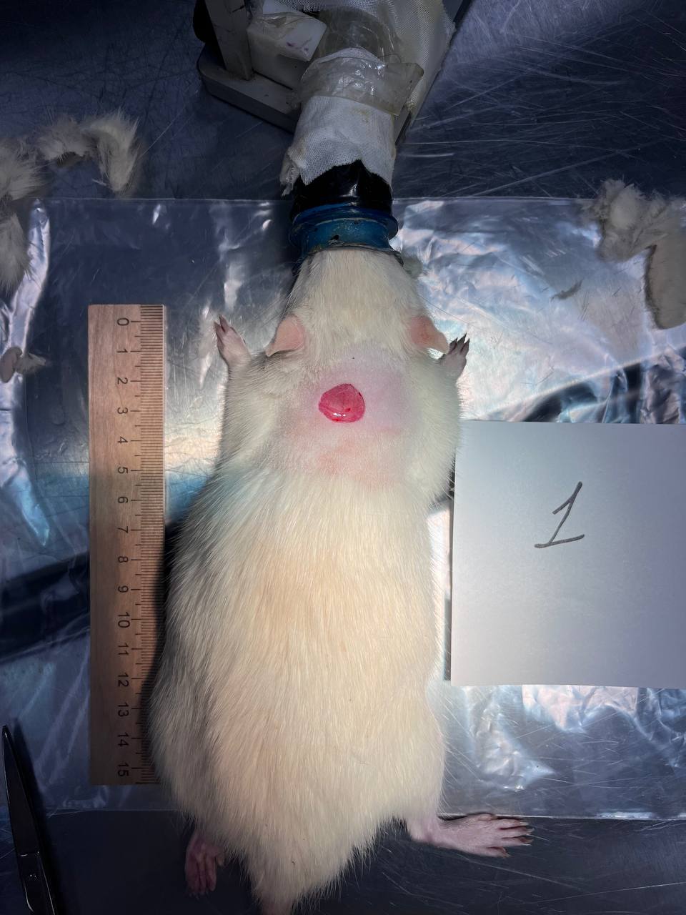 Rat injury calculation Computer Vision Dataset by ProDexorite Workspace
