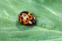 insect project thumbnail