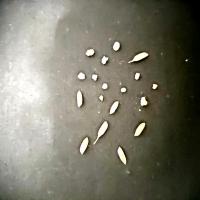 Deteksi beras/rice detection project thumbnail