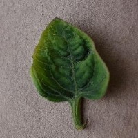 plant disesase project thumbnail