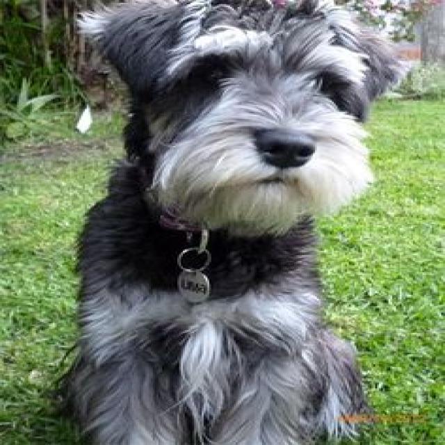 Dog Object Detection Dataset by ustc