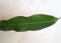 ANTRACNOSIS MANGO project thumbnail