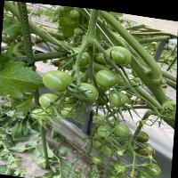 Dataset Image