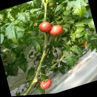 Dataset Image