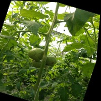 Dataset Image