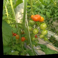 Dataset Image